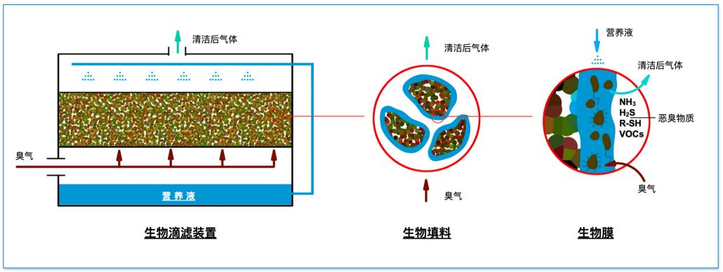 生物滴滤的过滤原理